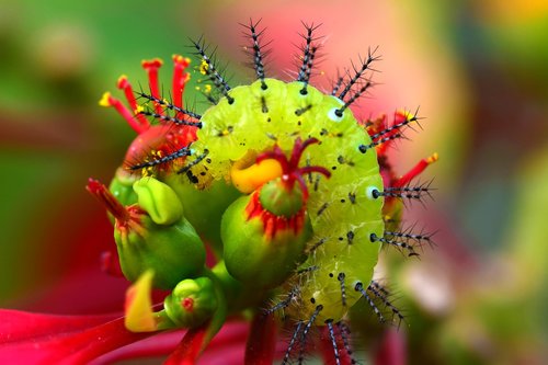 nature  insect  flower