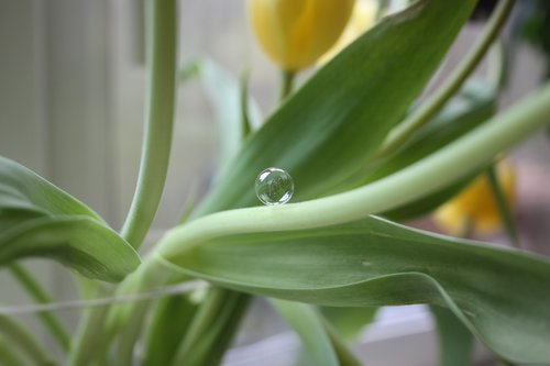 nature  leaf  flora