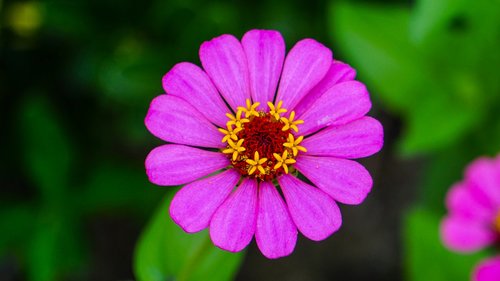 nature  flower  plant