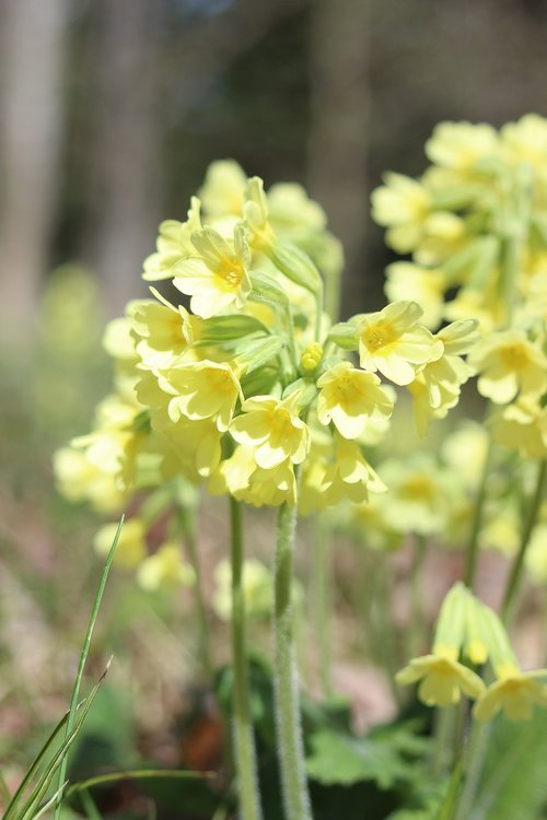 nature  plant  flower