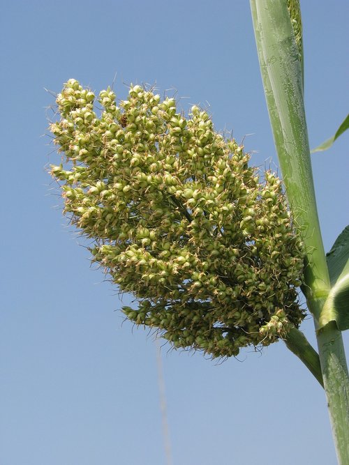 nature  growth  flora