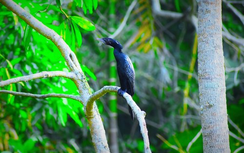 nature  bird  tree