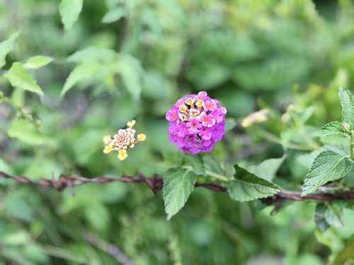 nature  flower  plant