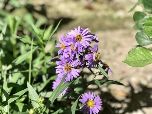 nature  plant  flower