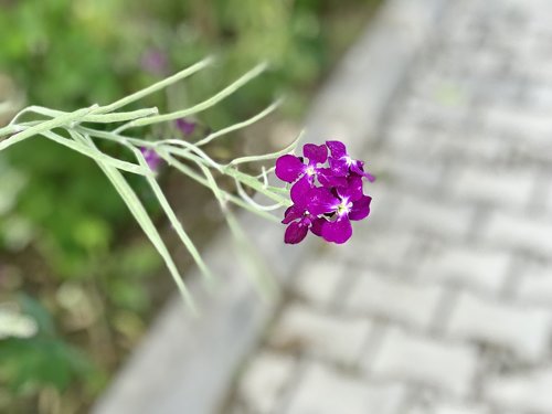 nature  plant  flower