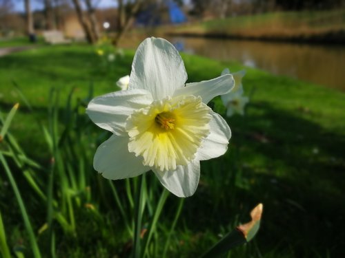 nature  flower  plant