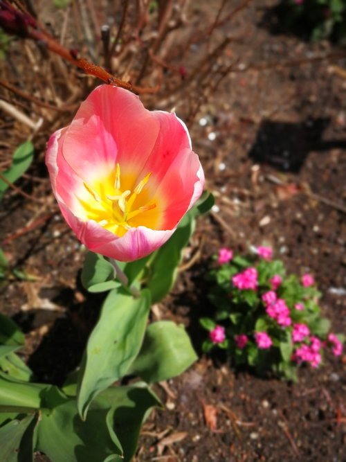 nature  flower  plant