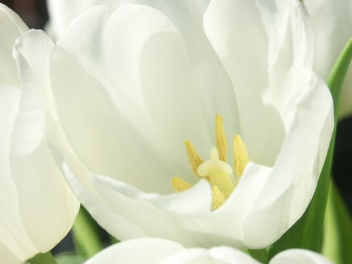 nature  plant  flowers