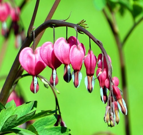 nature  flower  plant