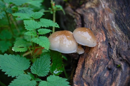 nature  mushroom  food