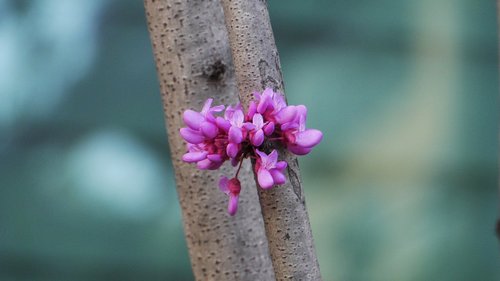 nature  flowers  outdoors