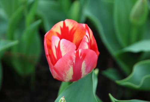 nature  plant  flower