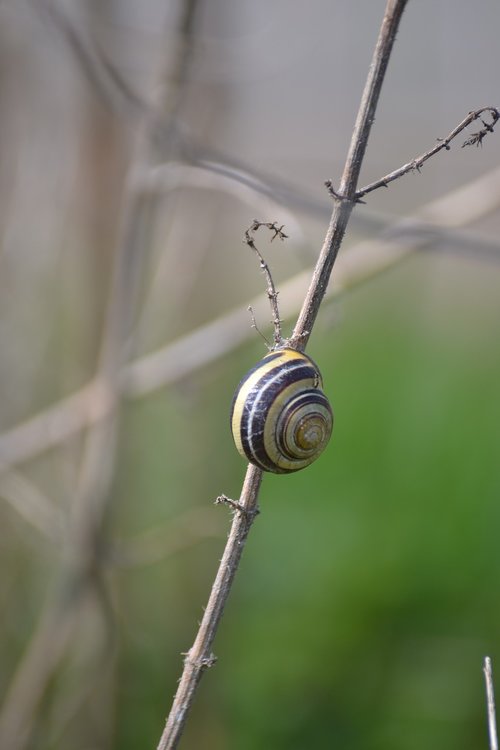 nature  snail  shell