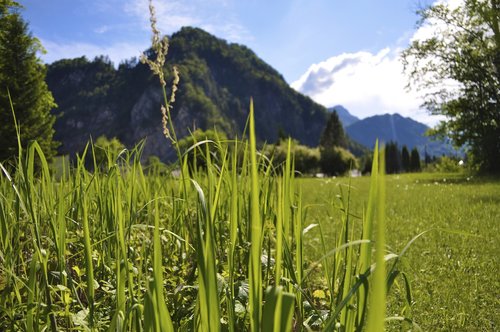 nature  grass  panorama