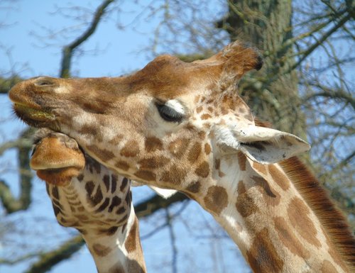 nature  wildlife  giraffe