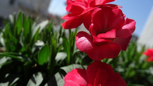 nature  flora  flower