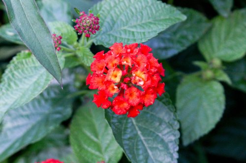 nature  leaf  flora