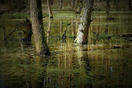 nature  the wave is reflected  tree