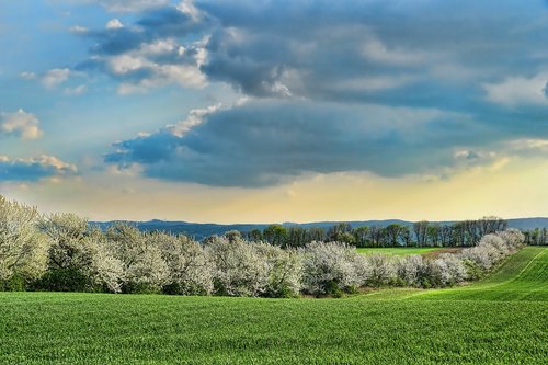 nature  panorama  cherry trees