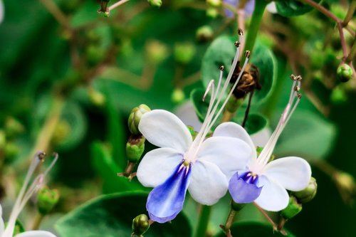 nature  flower  plant