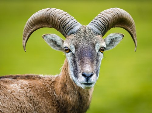 nature  animal  goat