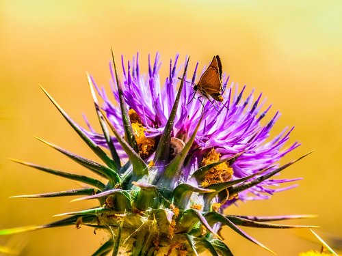 nature  flora  flower