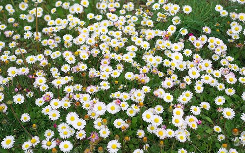 nature  flowers  spring