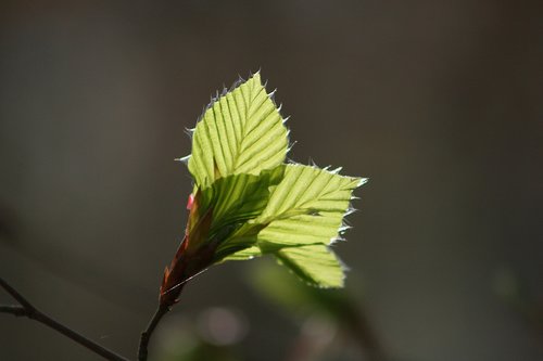 nature  leaf  plant
