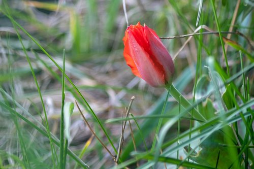 nature  flower  plant