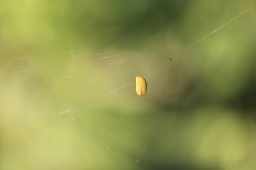 nature  blur  leaf