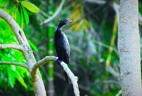 nature  bird  wildlife