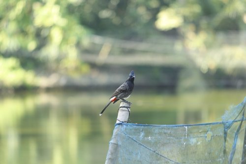 nature  outdoors  water