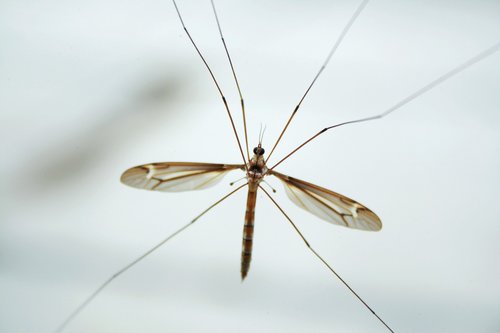 nature  mosquito  jesus creation