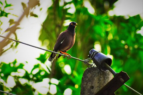 nature  bird  wildlife