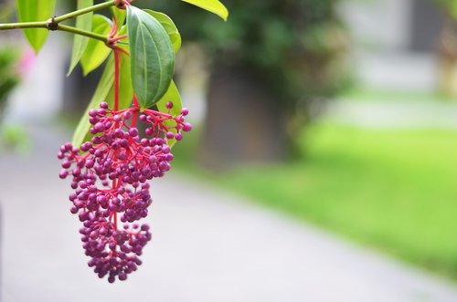 nature  flower  flora