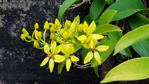 nature  flower  plant