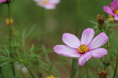 nature  flower  plant