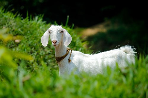 nature  grass  animal