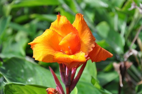 nature  flower  plant