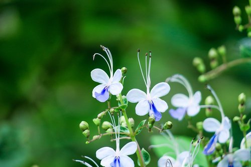 nature  plant  flower