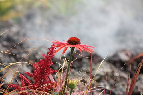 nature  flora  flower