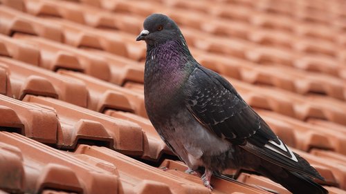 nature  outdoors  dove