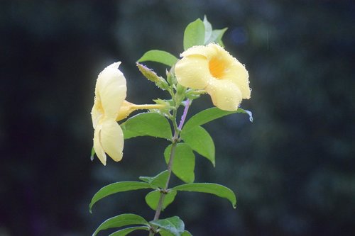 nature  leaf  flora