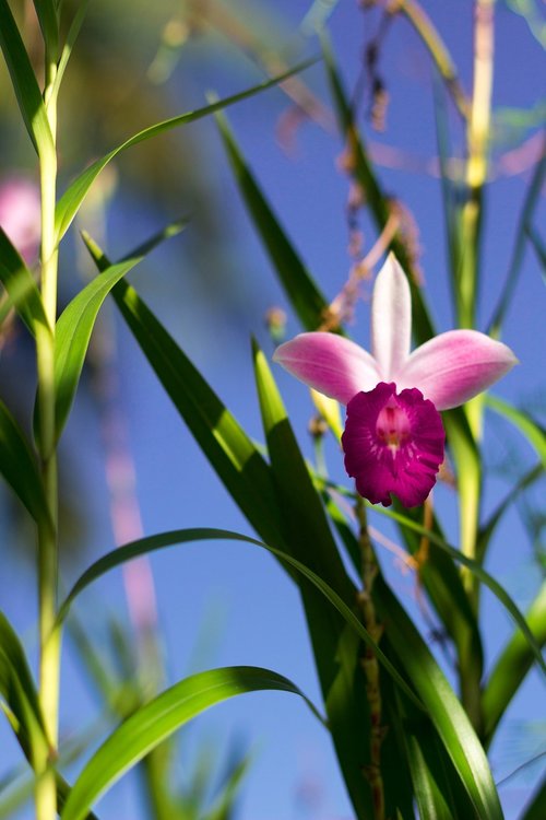 nature  plant  flower