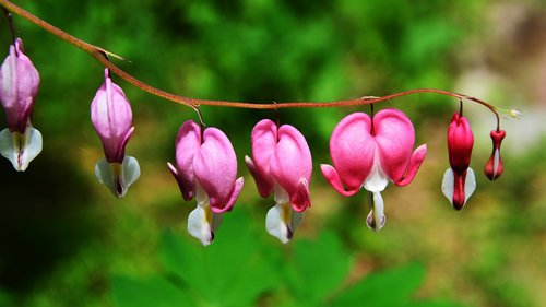 nature  flowers  plants