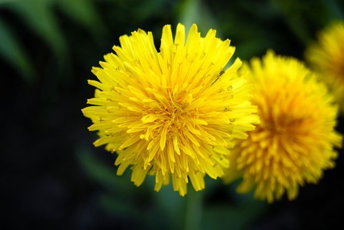 nature  flower  flora