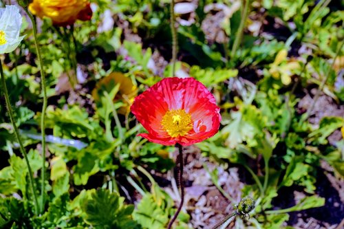 nature  flower  flora