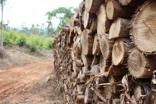 nature  tree  wood