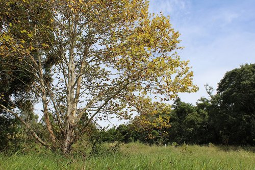 nature  tree  landscape