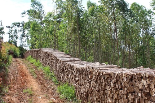 nature  tree  wood